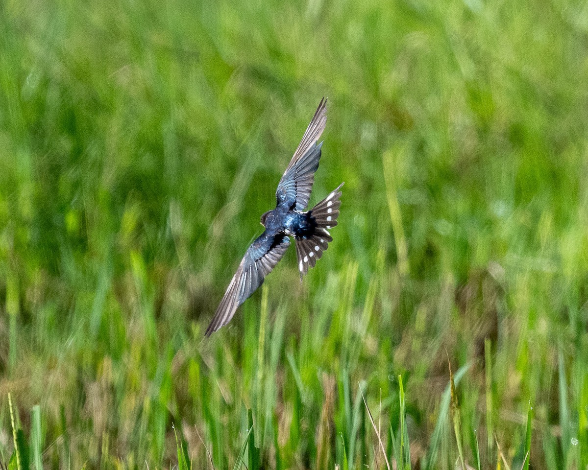 Pacific Swallow - ML610279346