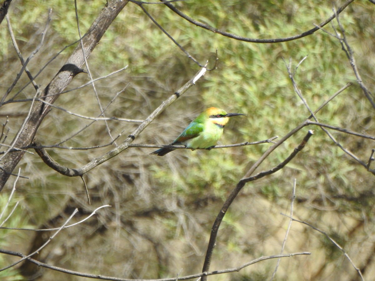 Rainbow Bee-eater - ML610279425