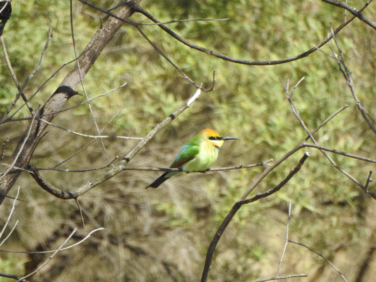 Rainbow Bee-eater - ML610279427