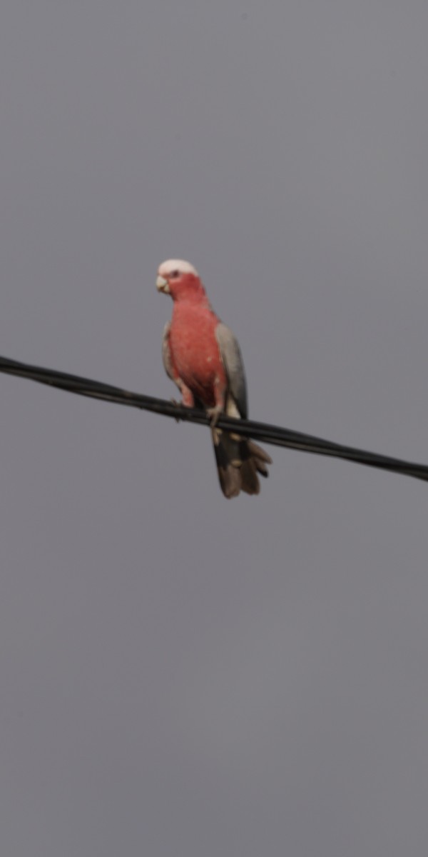 Galah - ML610279433