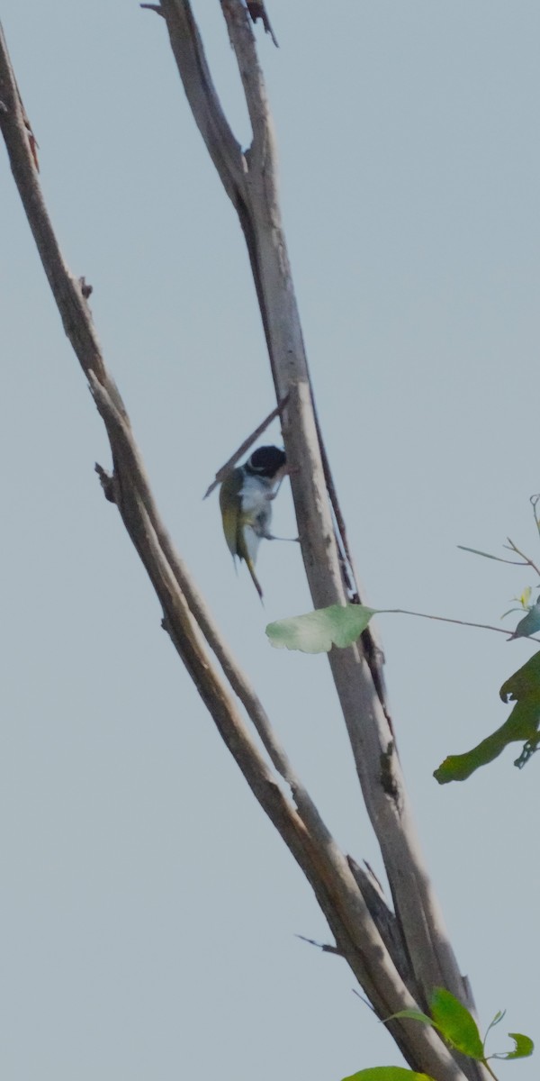 White-throated Honeyeater - ML610279457