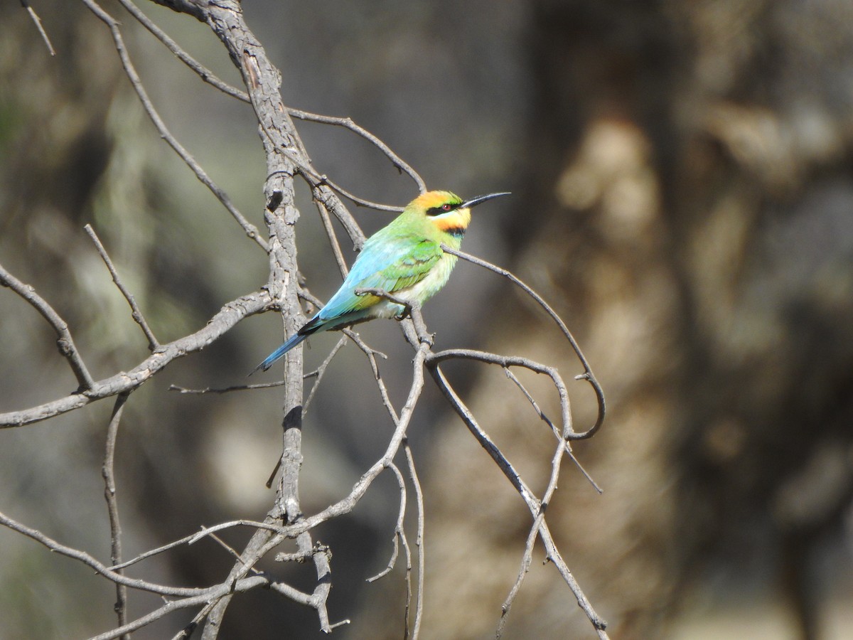 Rainbow Bee-eater - ML610279472