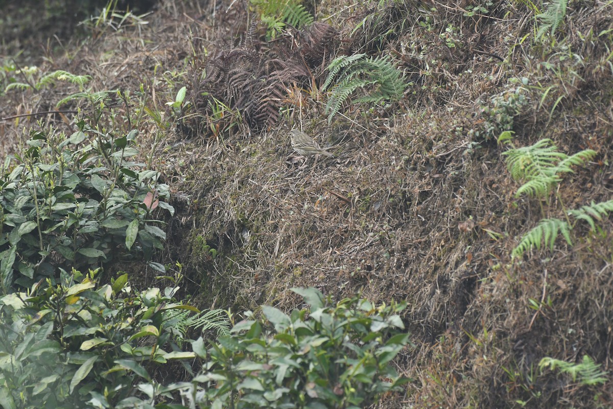 Olive-backed Pipit - ML610279550