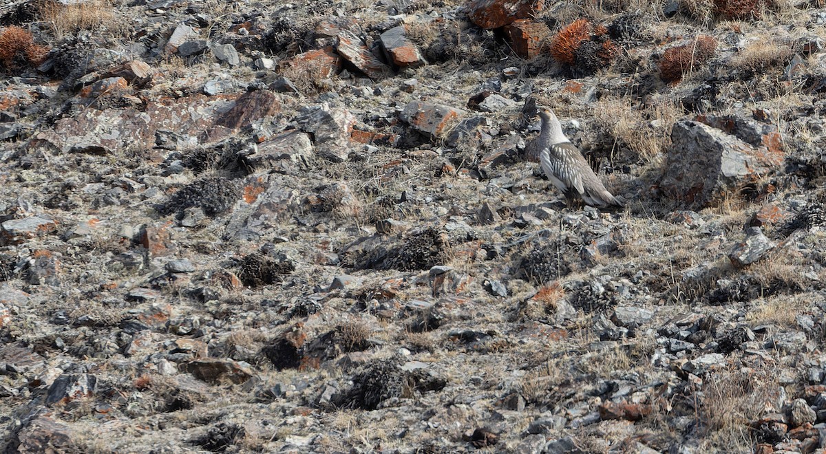 Altai Snowcock - ML610279556