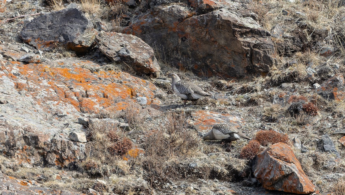 Altai Snowcock - ML610279600