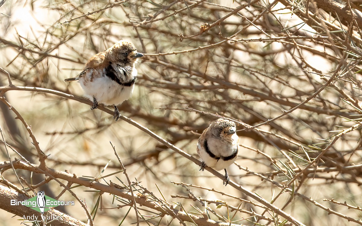 Banded Whiteface - Andy Walker - Birding Ecotours