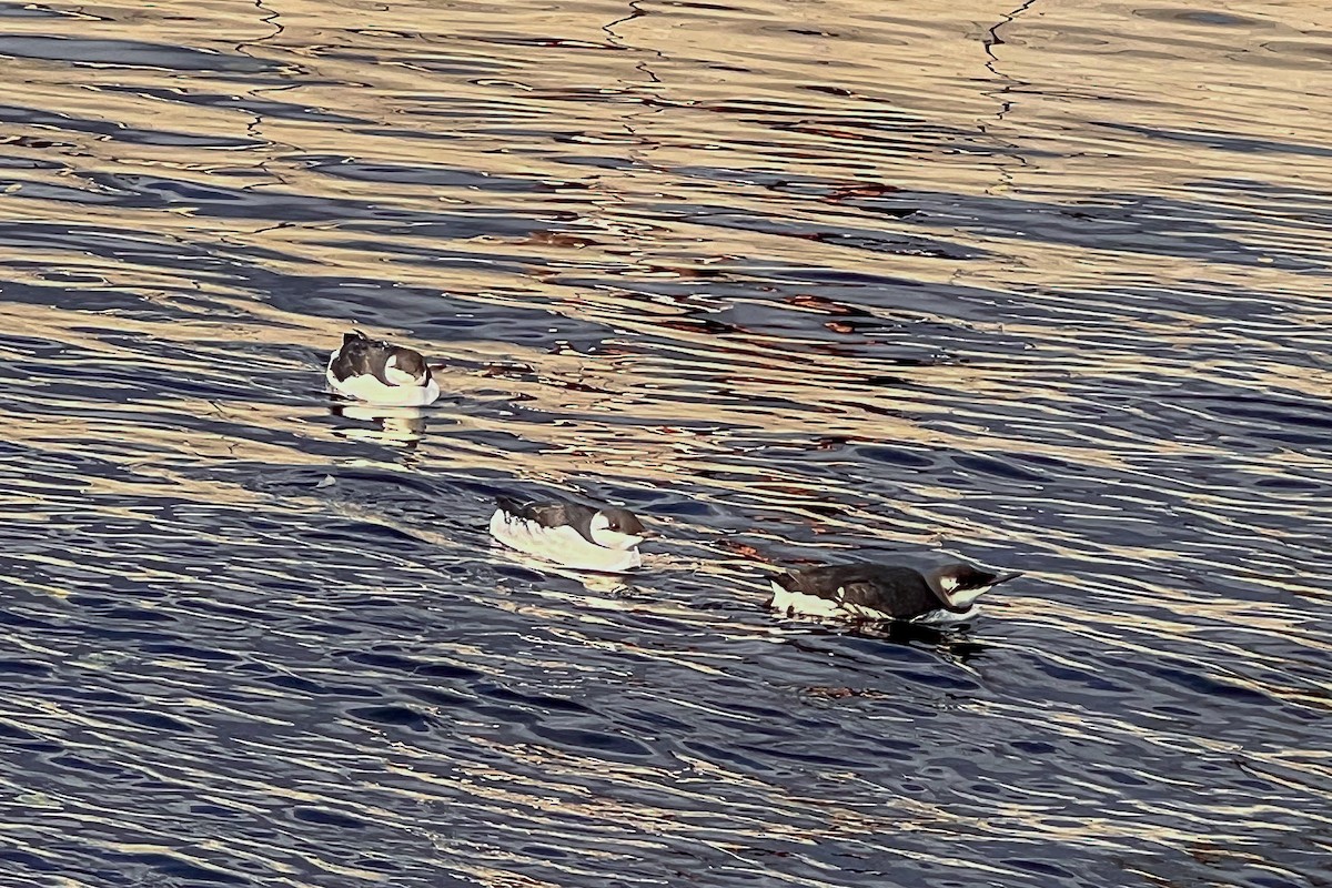 Common Murre - Tommy Pedersen