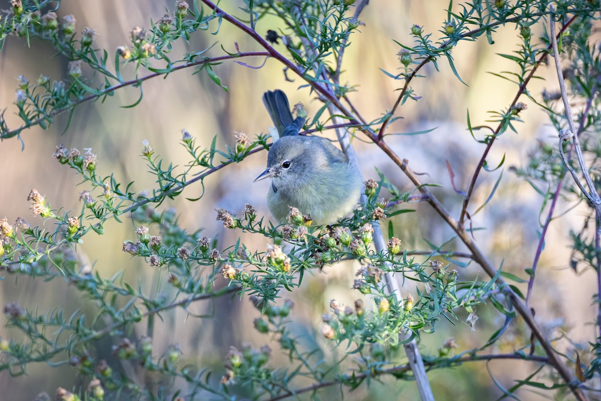 Orange-crowned Warbler - ML610279766