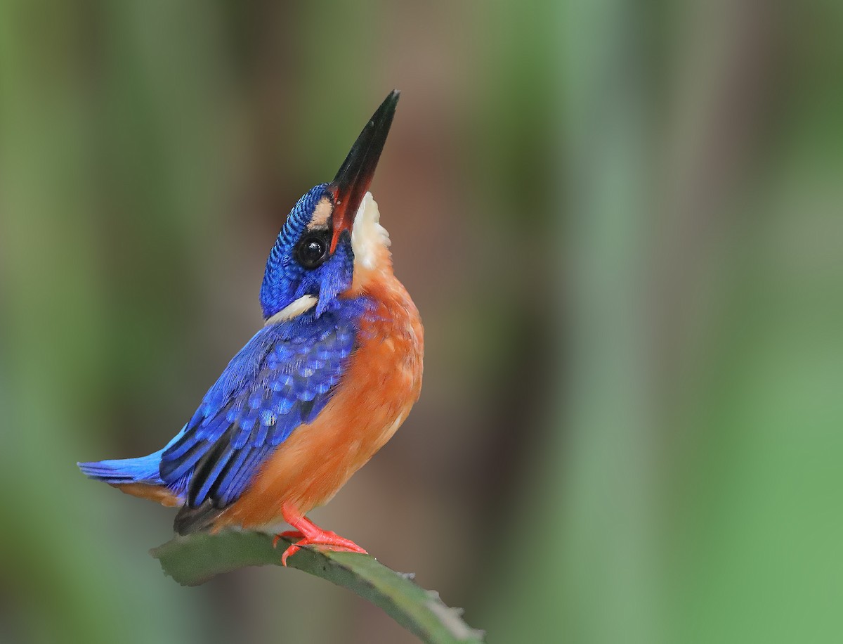 Blue-eared Kingfisher - sheau torng lim