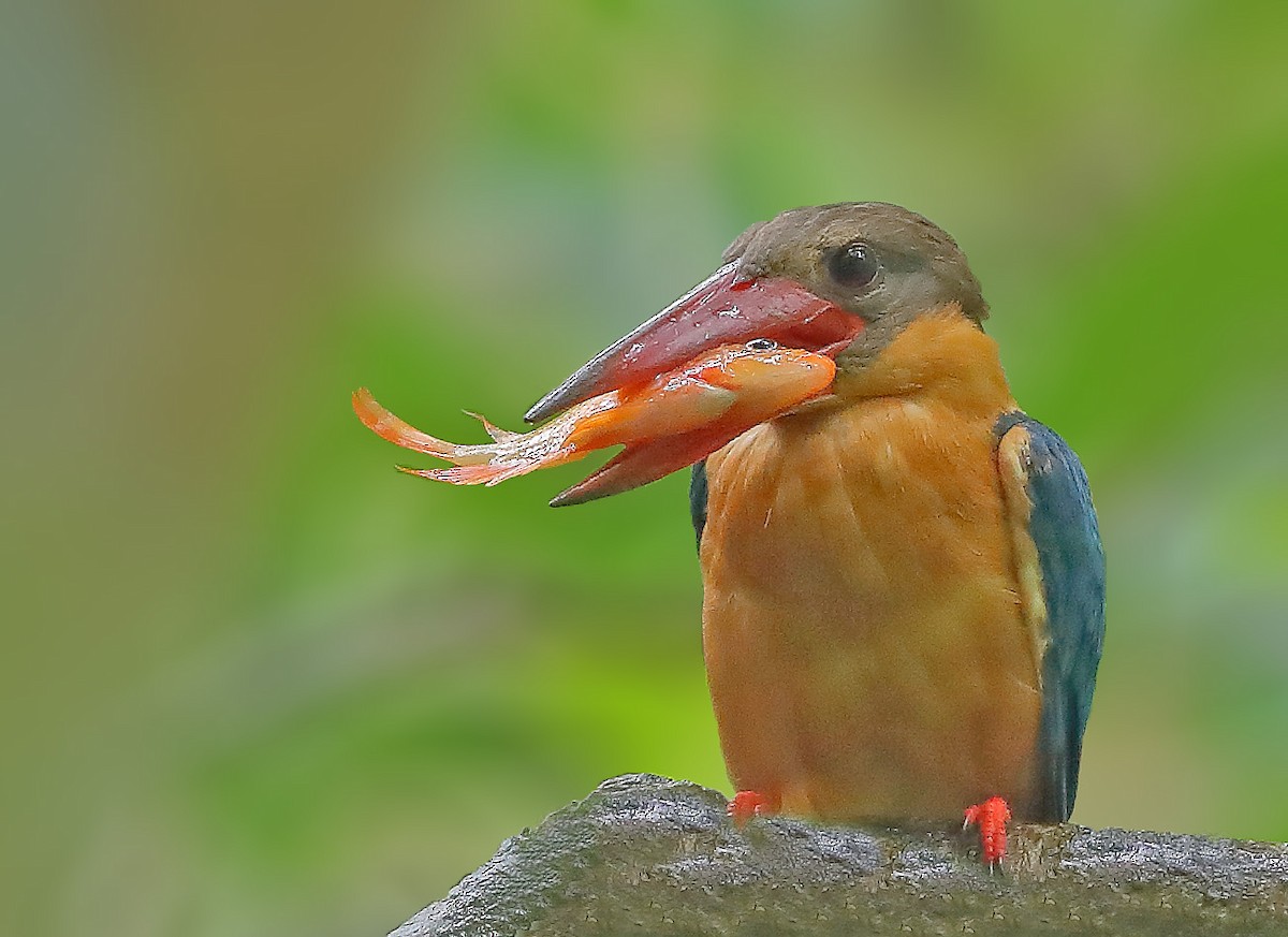 Stork-billed Kingfisher - sheau torng lim