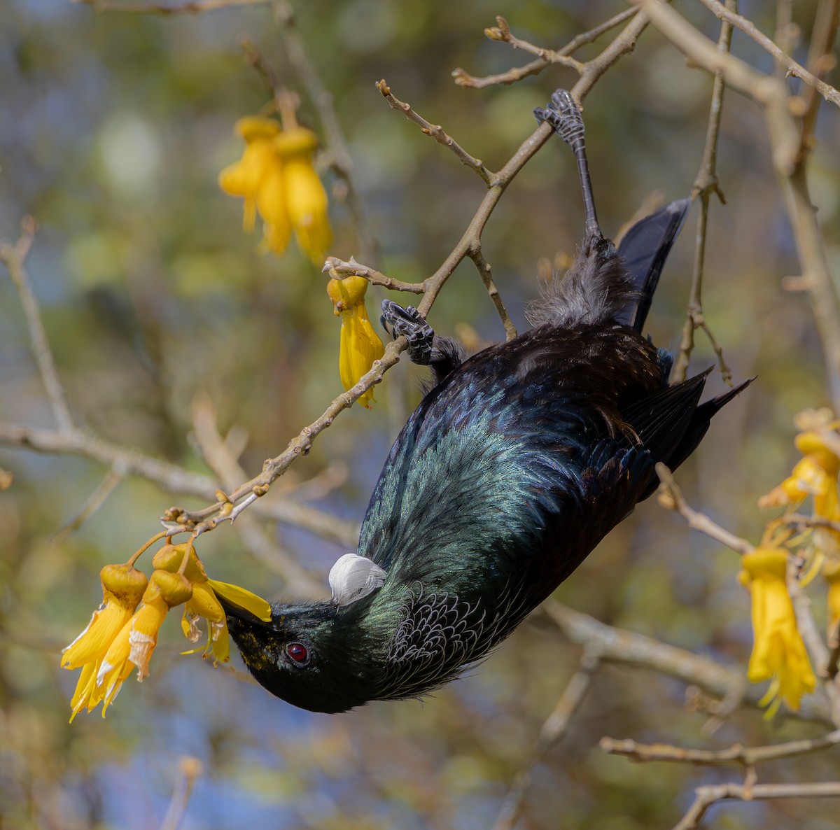 Mielero Tui - ML610279788