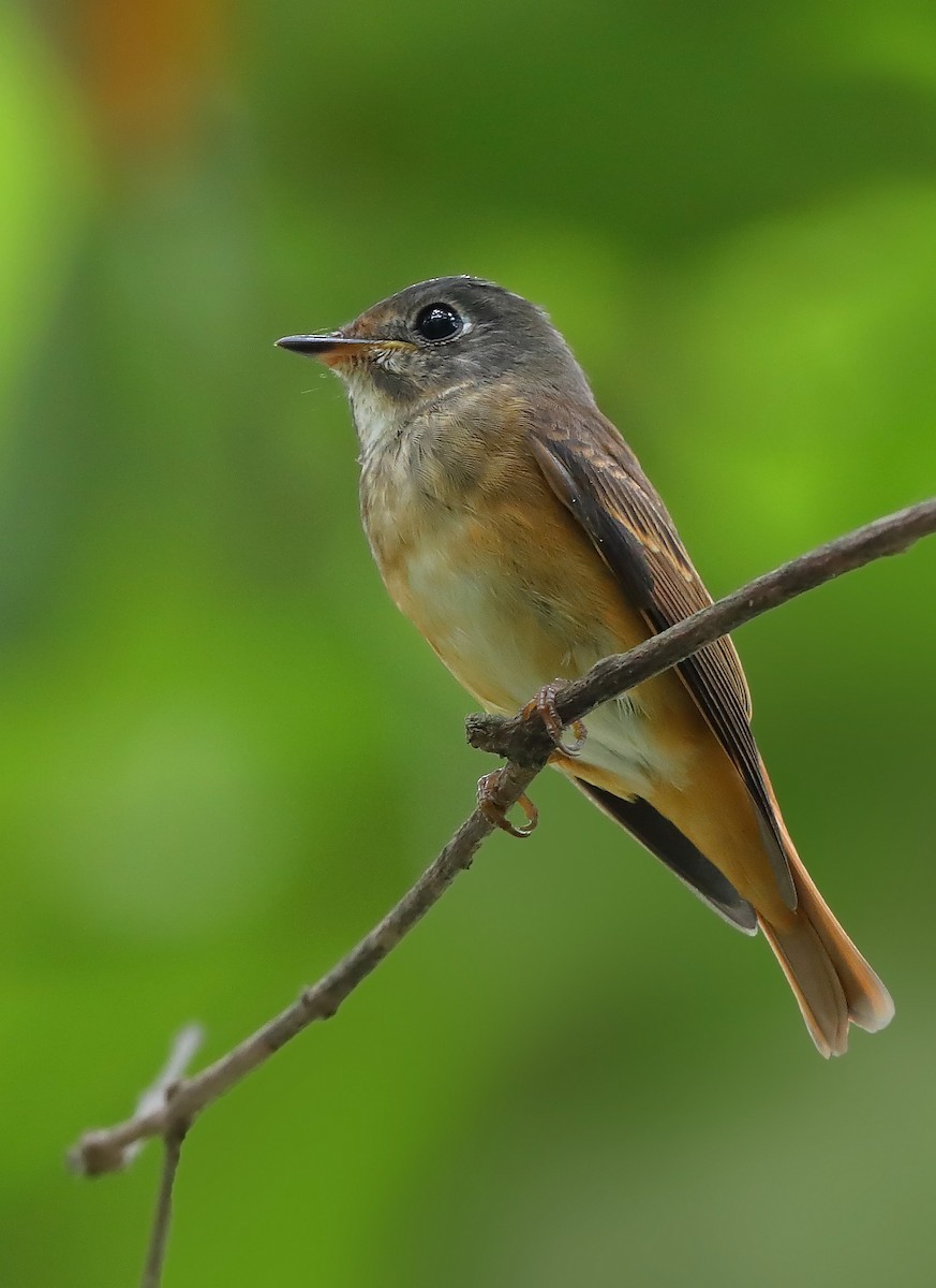 Ferruginous Flycatcher - ML610279790