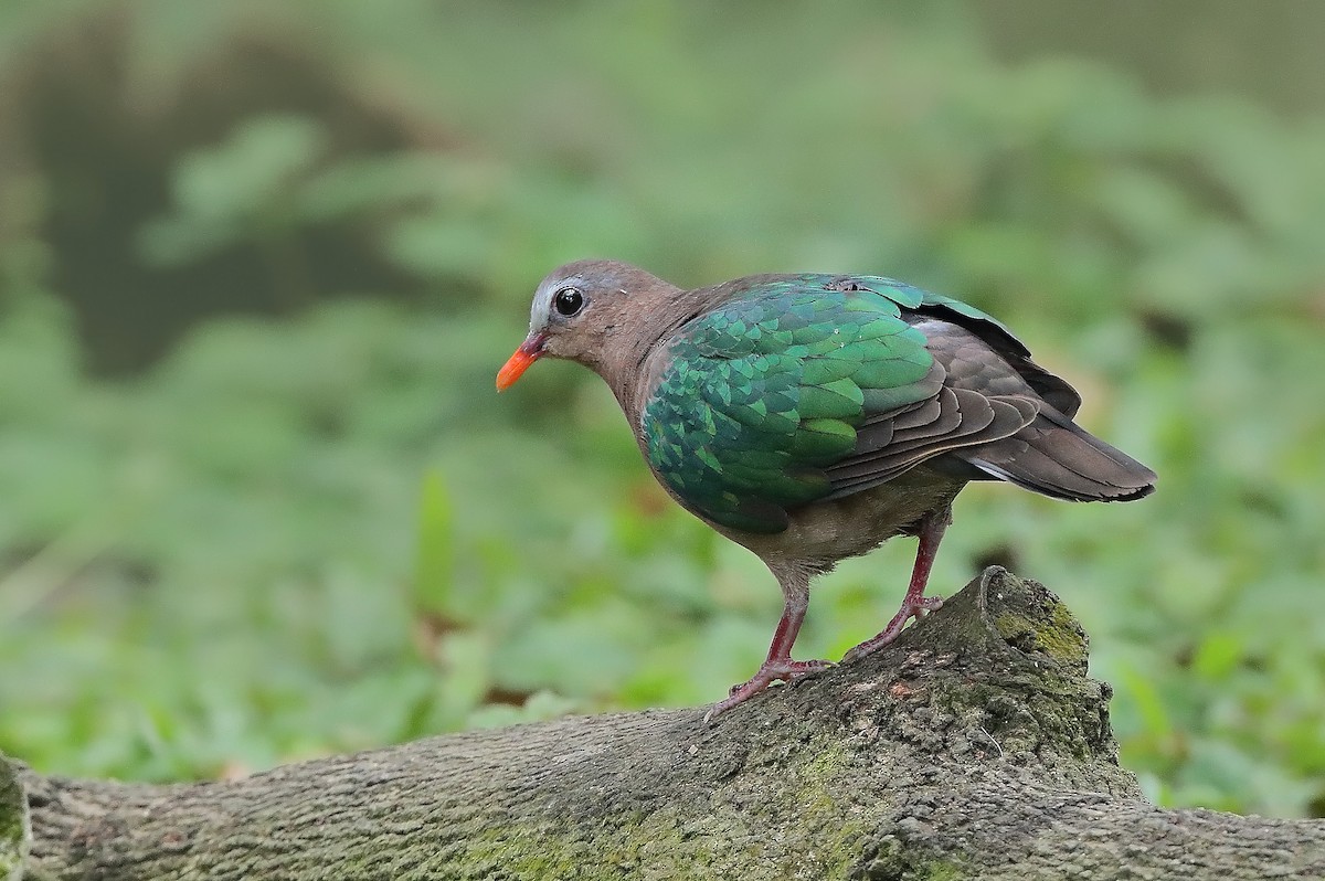 Asian Emerald Dove - ML610279806