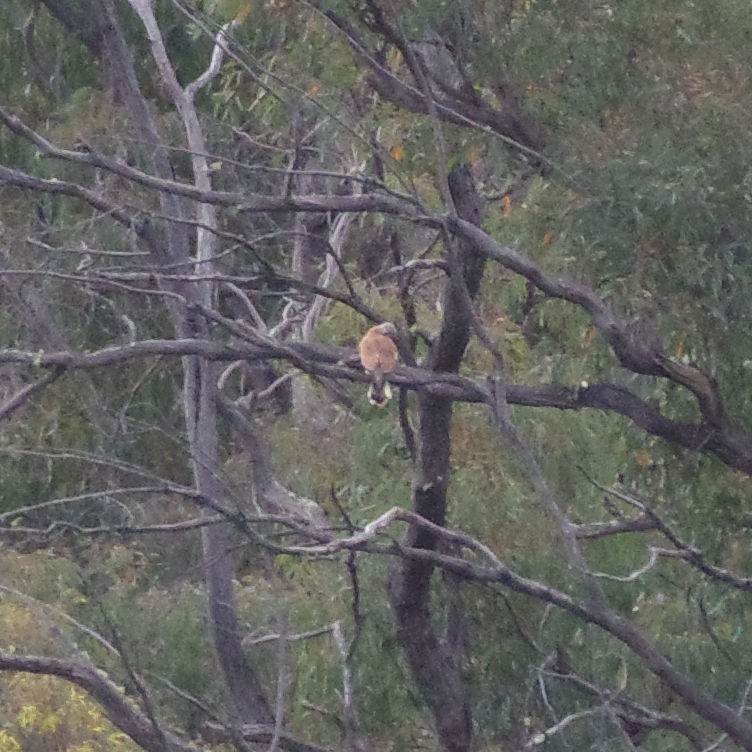 Nankeen Kestrel - ML610279940