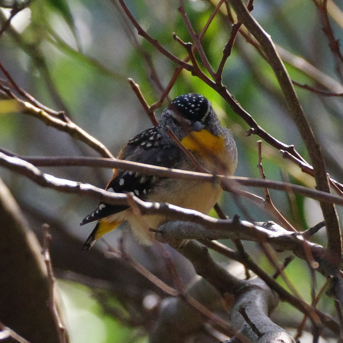 Spotted Pardalote (Spotted) - ML610279948