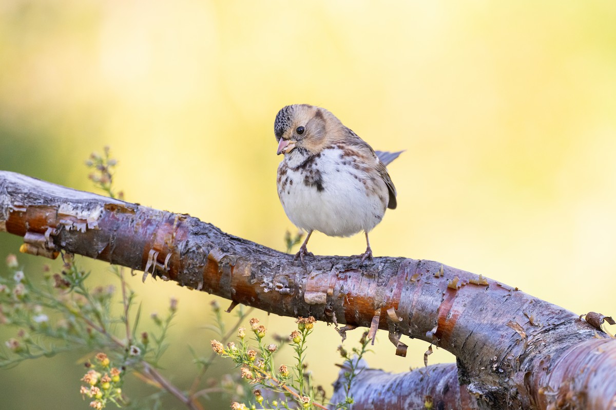 Harris's Sparrow - Russ Smith