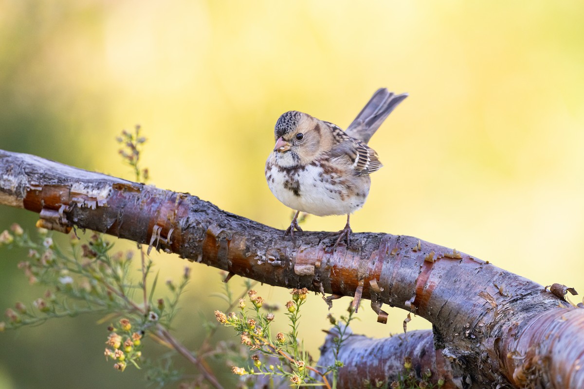 Harris's Sparrow - ML610279959