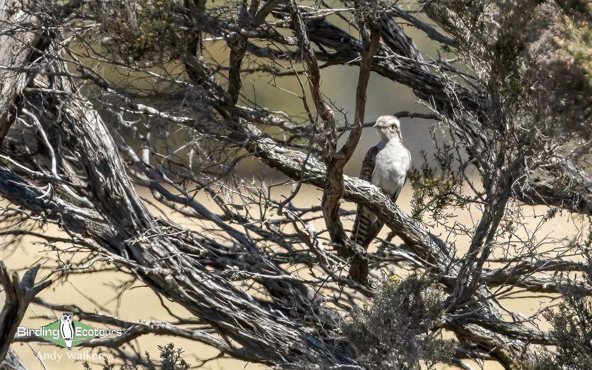 Pallid Cuckoo - Andy Walker - Birding Ecotours