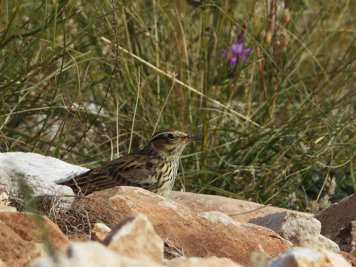 Wood Lark - Berend Voslamber