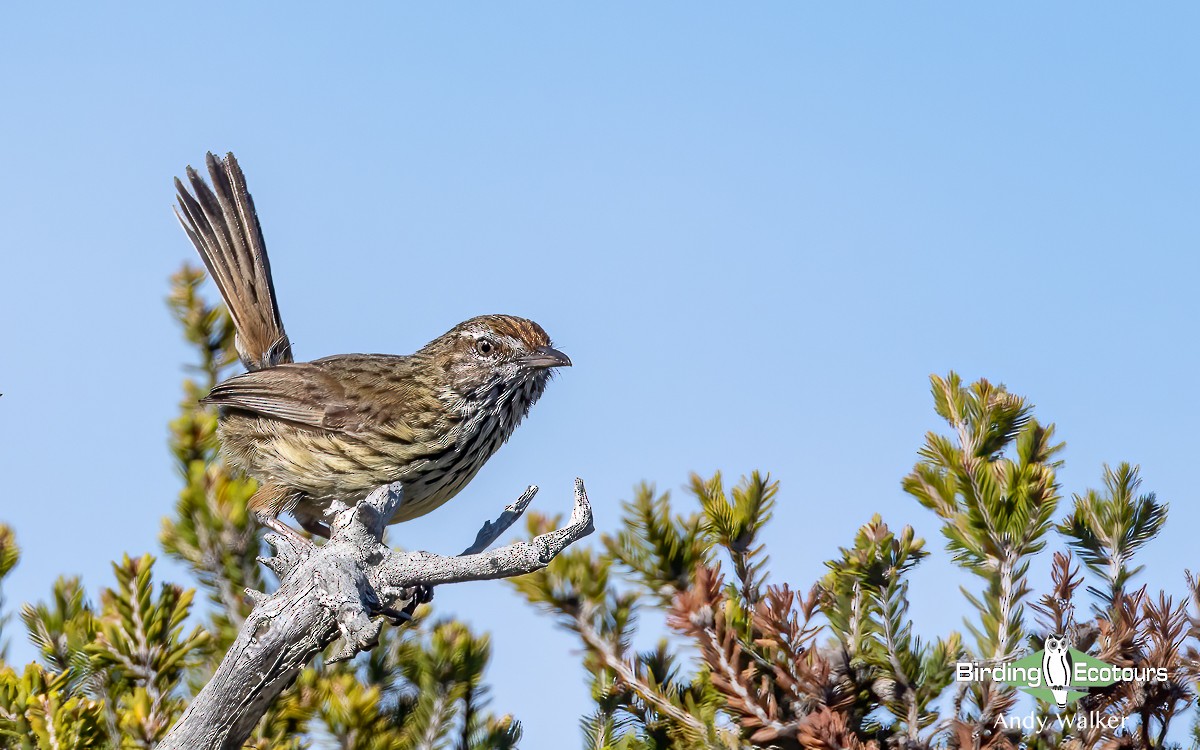 Western Fieldwren - ML610280032