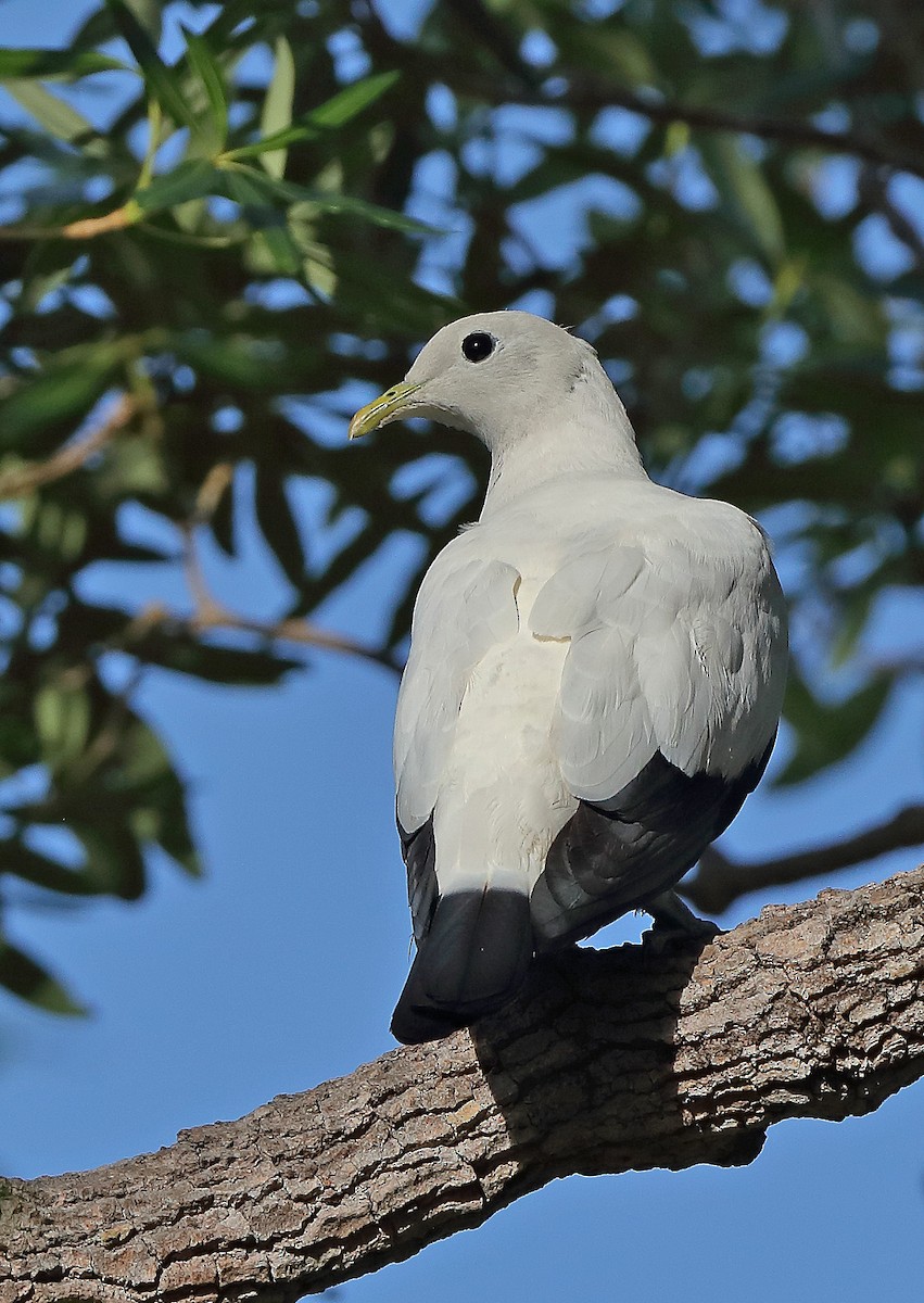 Torresian Imperial-Pigeon - ML610280053