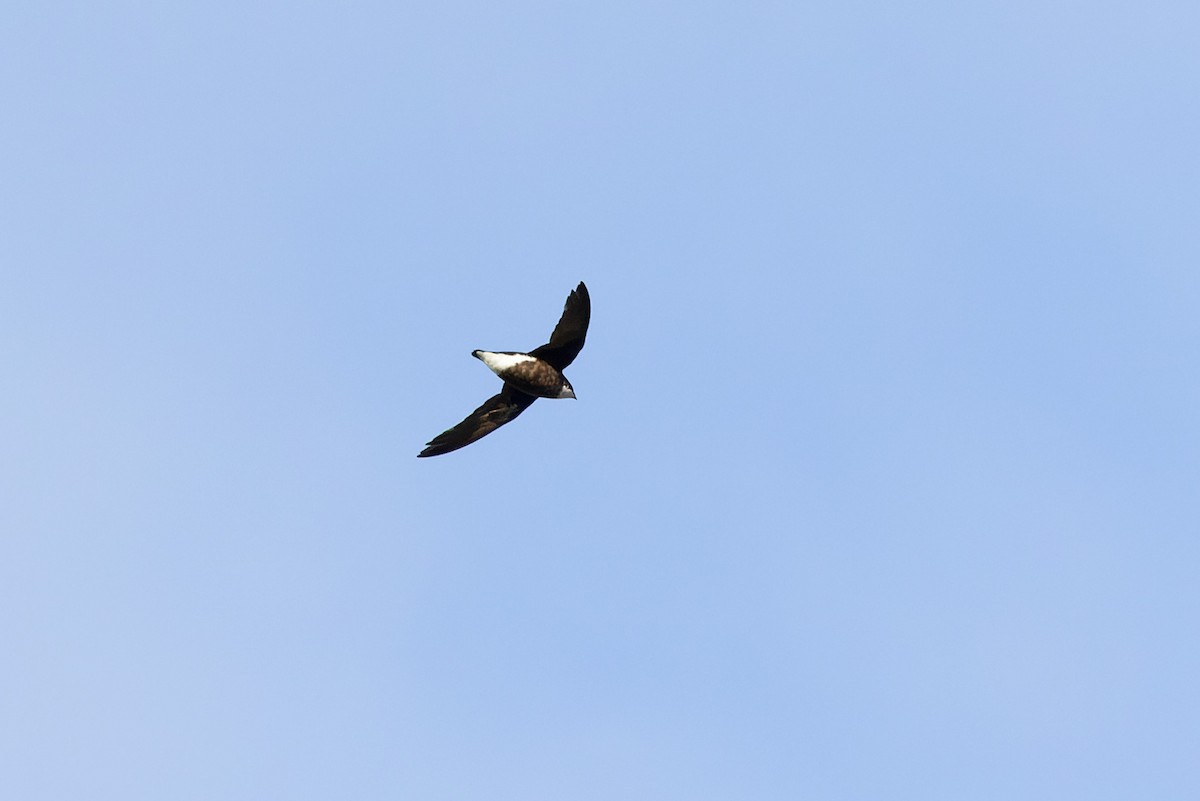 White-throated Needletail - ML610280056