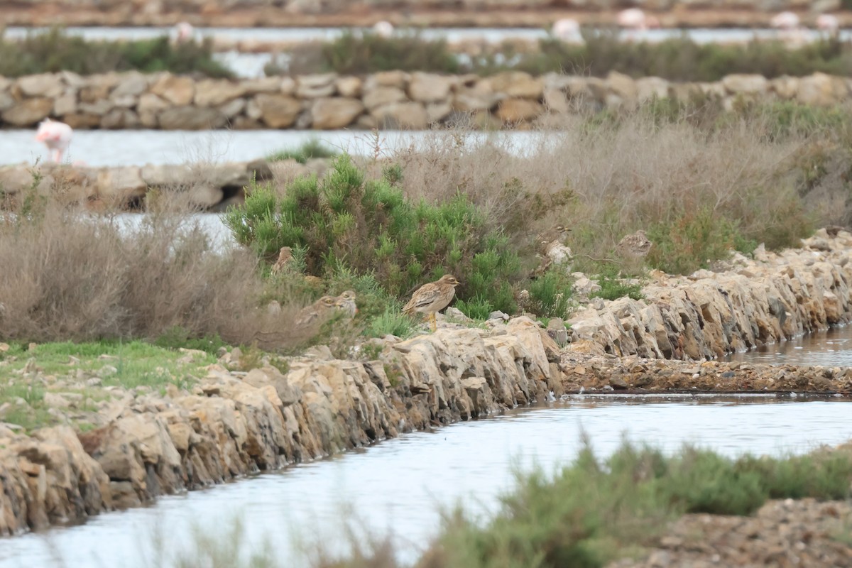 Eurasian Thick-knee - ML610280061