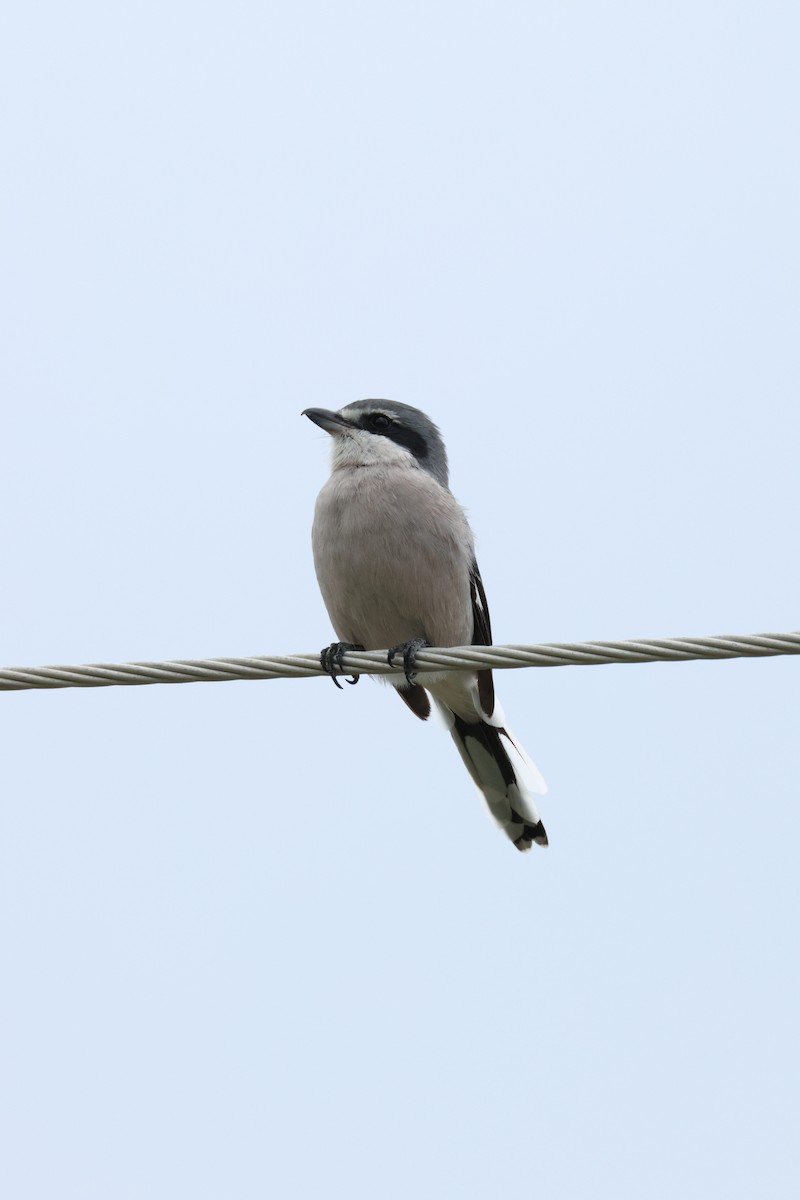 Iberian Gray Shrike - ML610280095