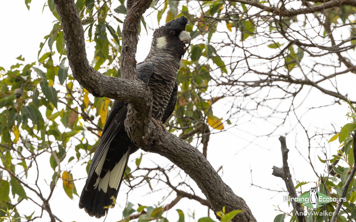 Baudin's Black-Cockatoo - ML610280108