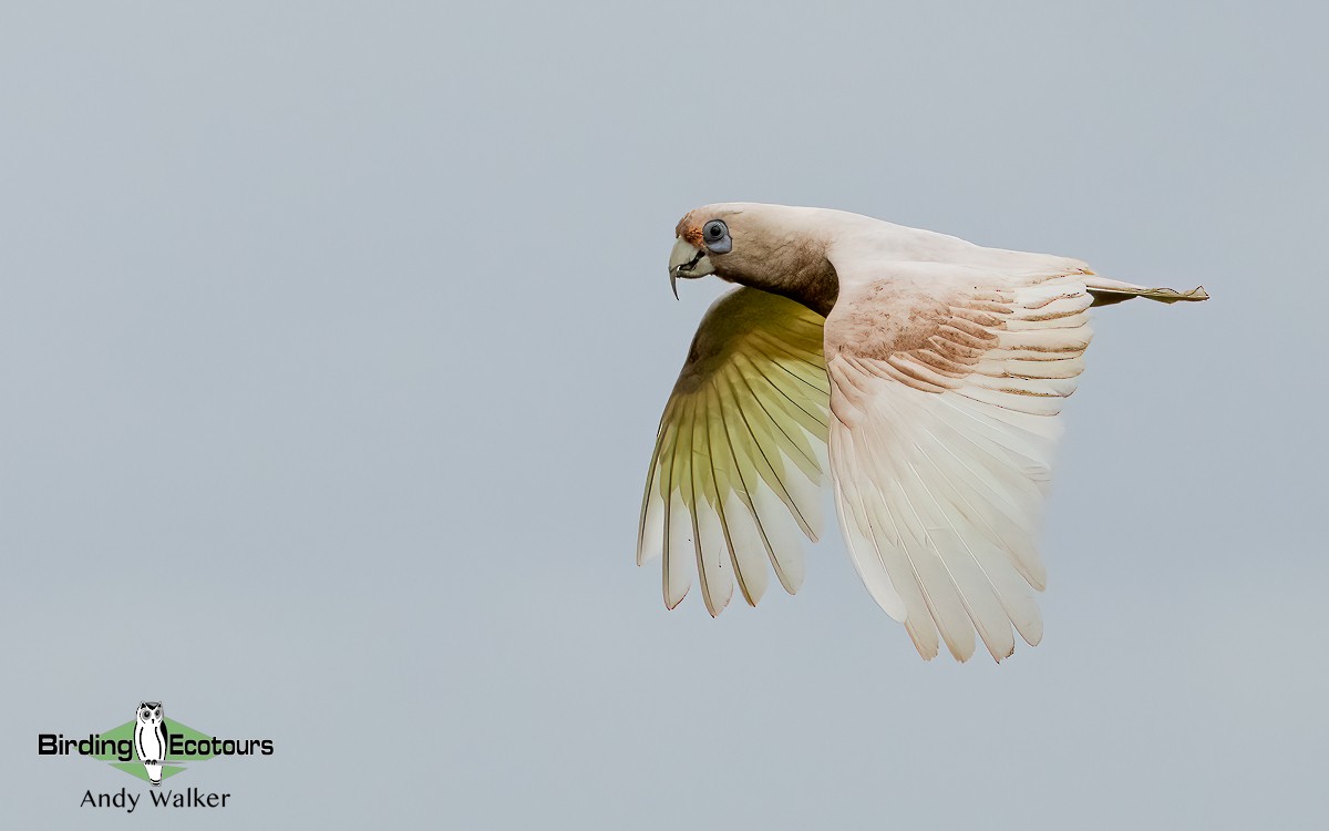 Western Corella - ML610280126