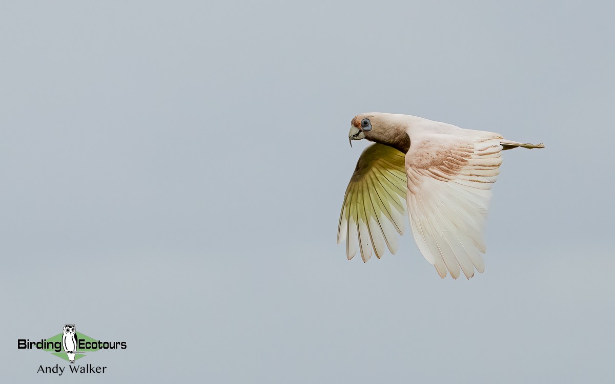 Western Corella - ML610280127