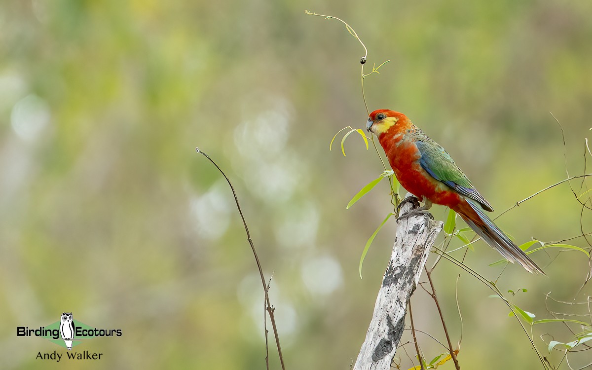 Western Rosella - ML610280130