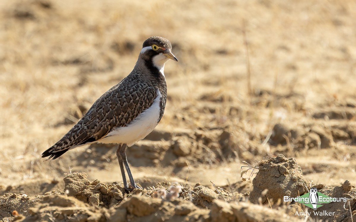 Banded Lapwing - ML610280184