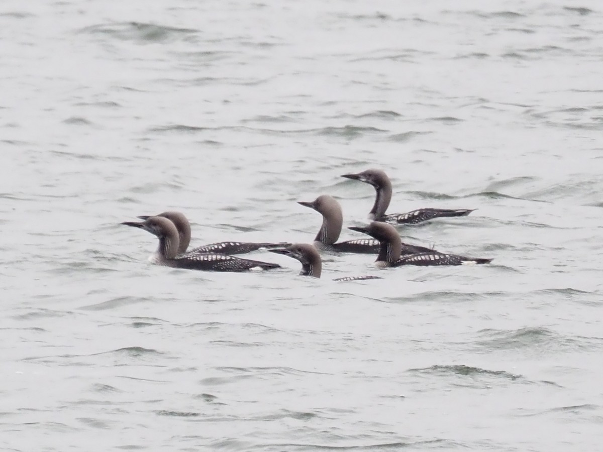 Arctic Loon - ML610280207