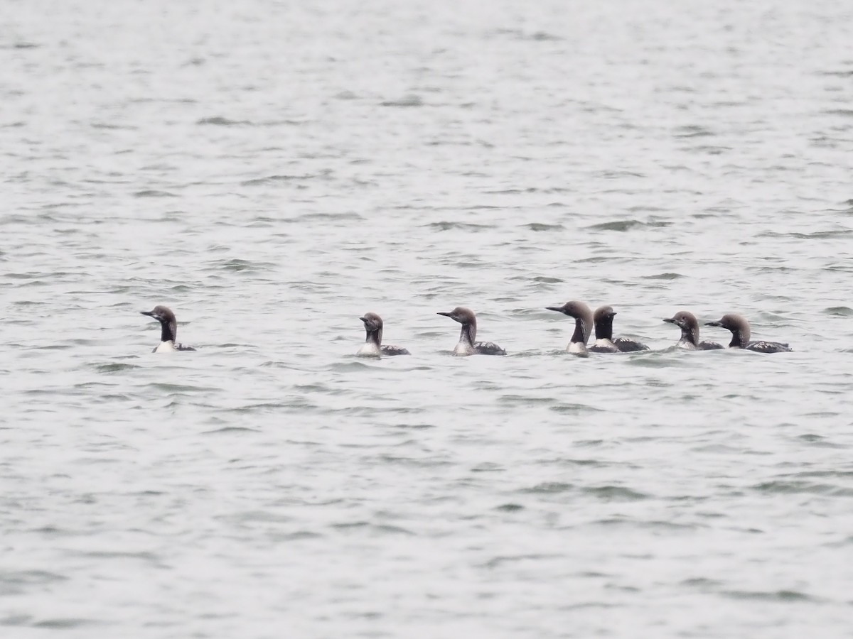 Arctic Loon - ML610280208