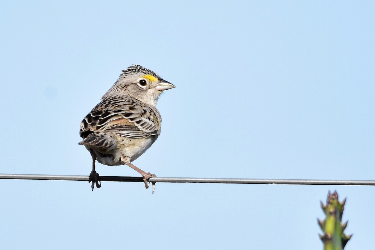 Grassland Sparrow - Juan Bardier