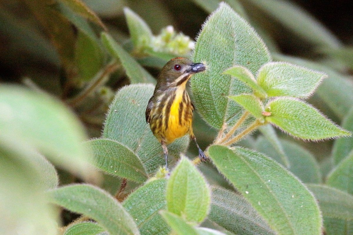 Yellow-breasted Flowerpecker - ML61028041