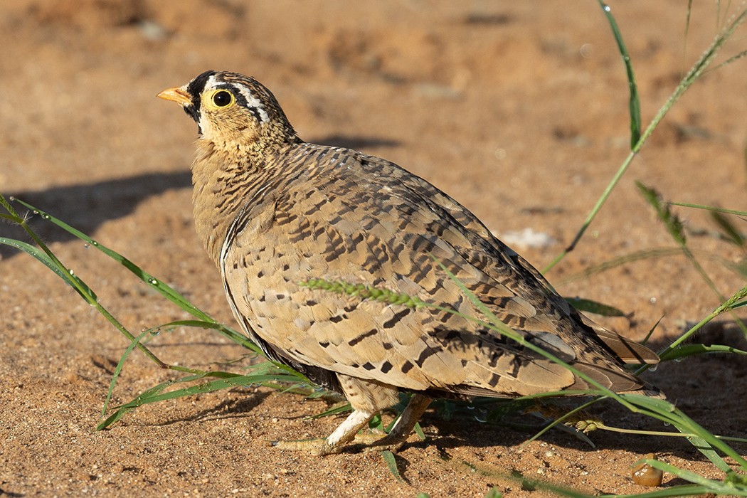 Black-faced Sandgrouse - ML610280487
