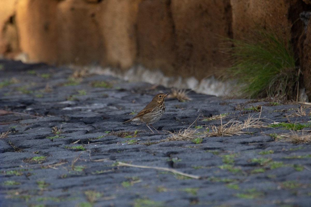 Swainson's Thrush - ML610280505