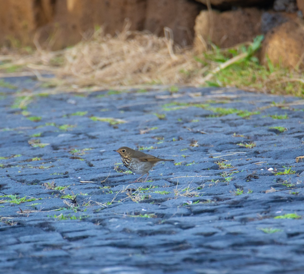 Swainson's Thrush - ML610280546