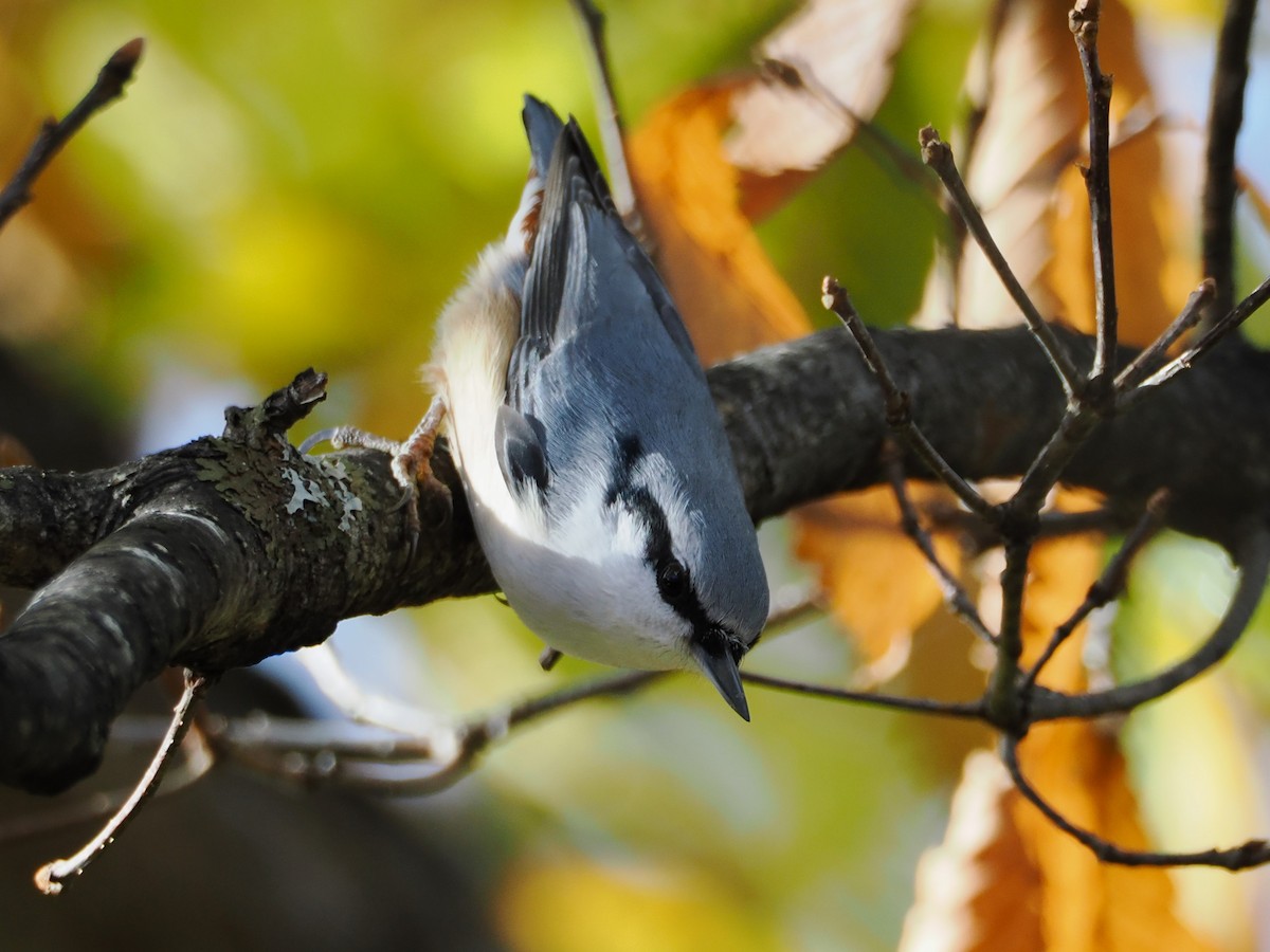 Eurasian Nuthatch - ML610280591