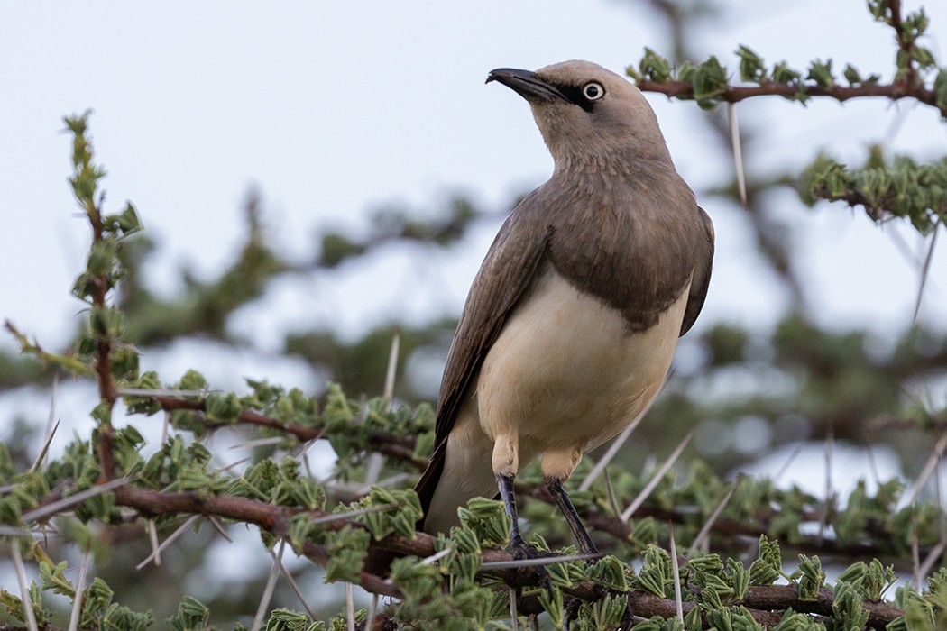 Fischer's Starling - ML610280592