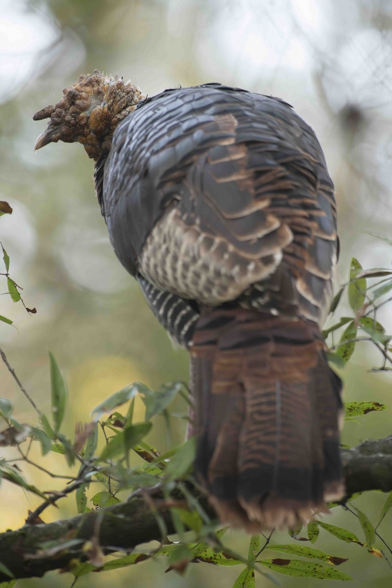 Guajolote Gallipavo - ML610280620