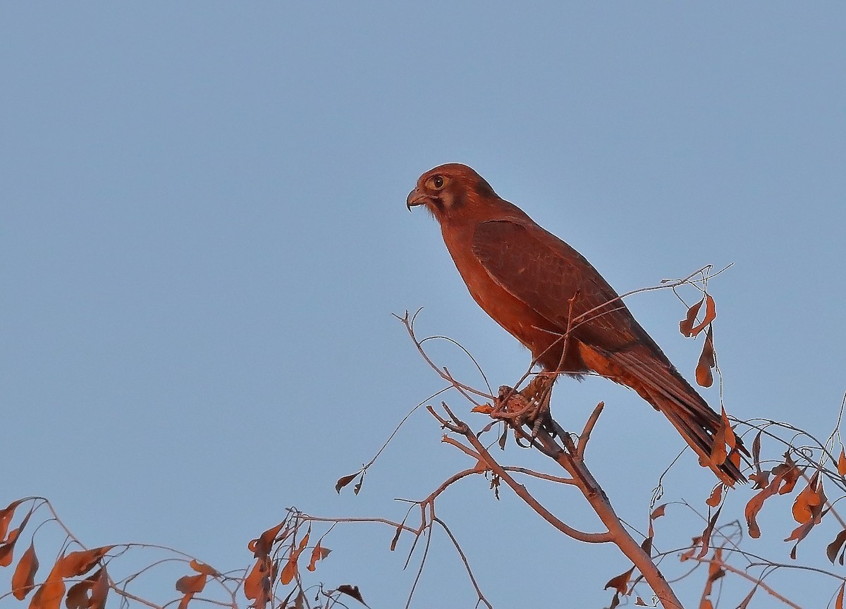 Brown Falcon - sheau torng lim