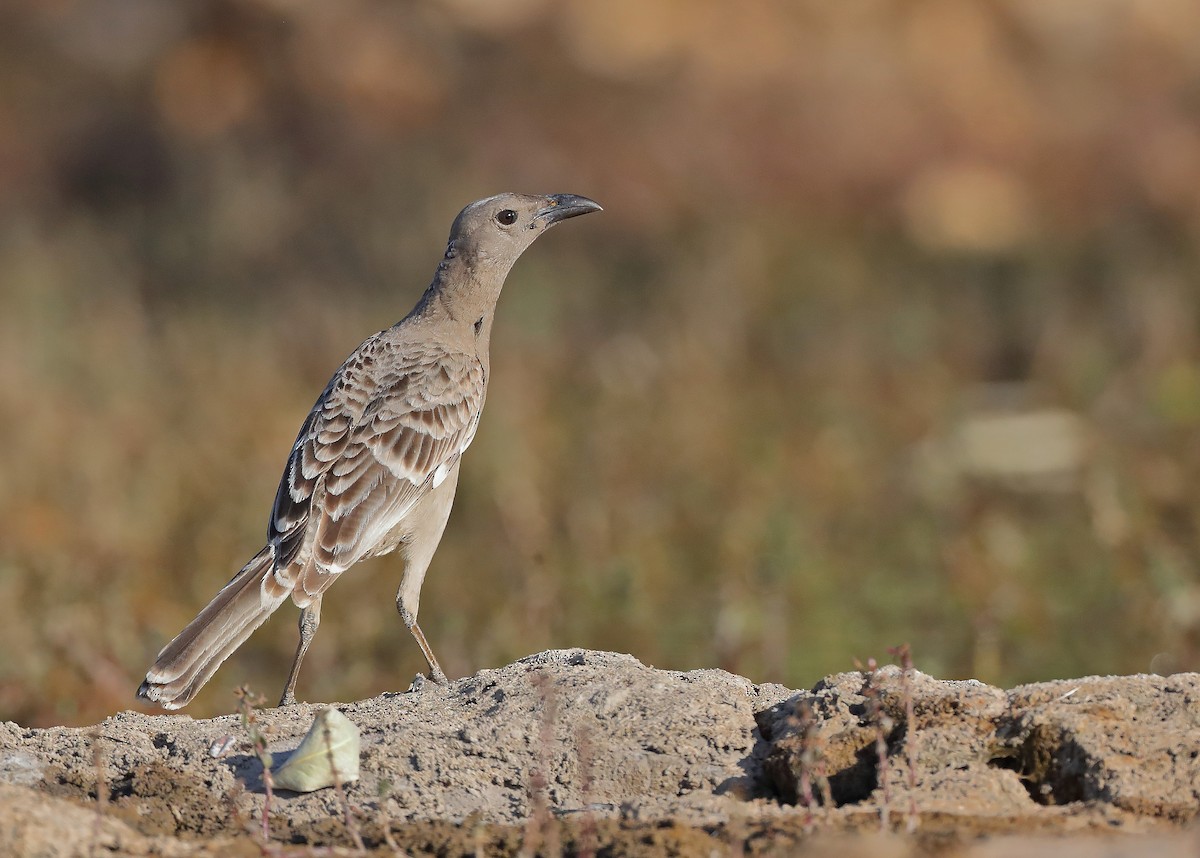 Graulaubenvogel - ML610280632