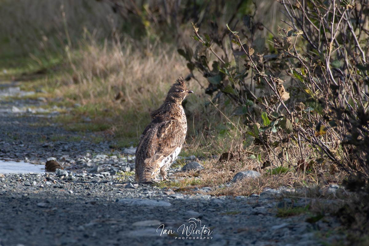 Ruffed Grouse - ML610280758