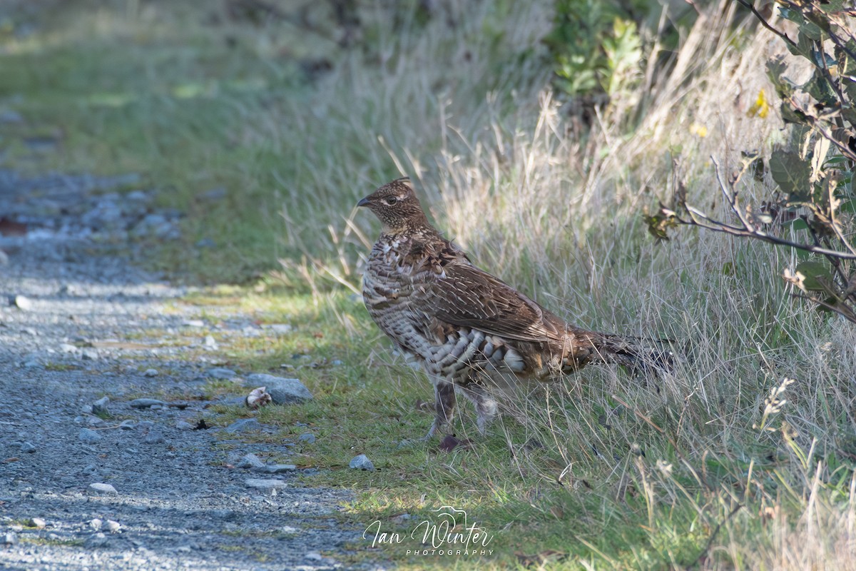 Ruffed Grouse - ML610280761