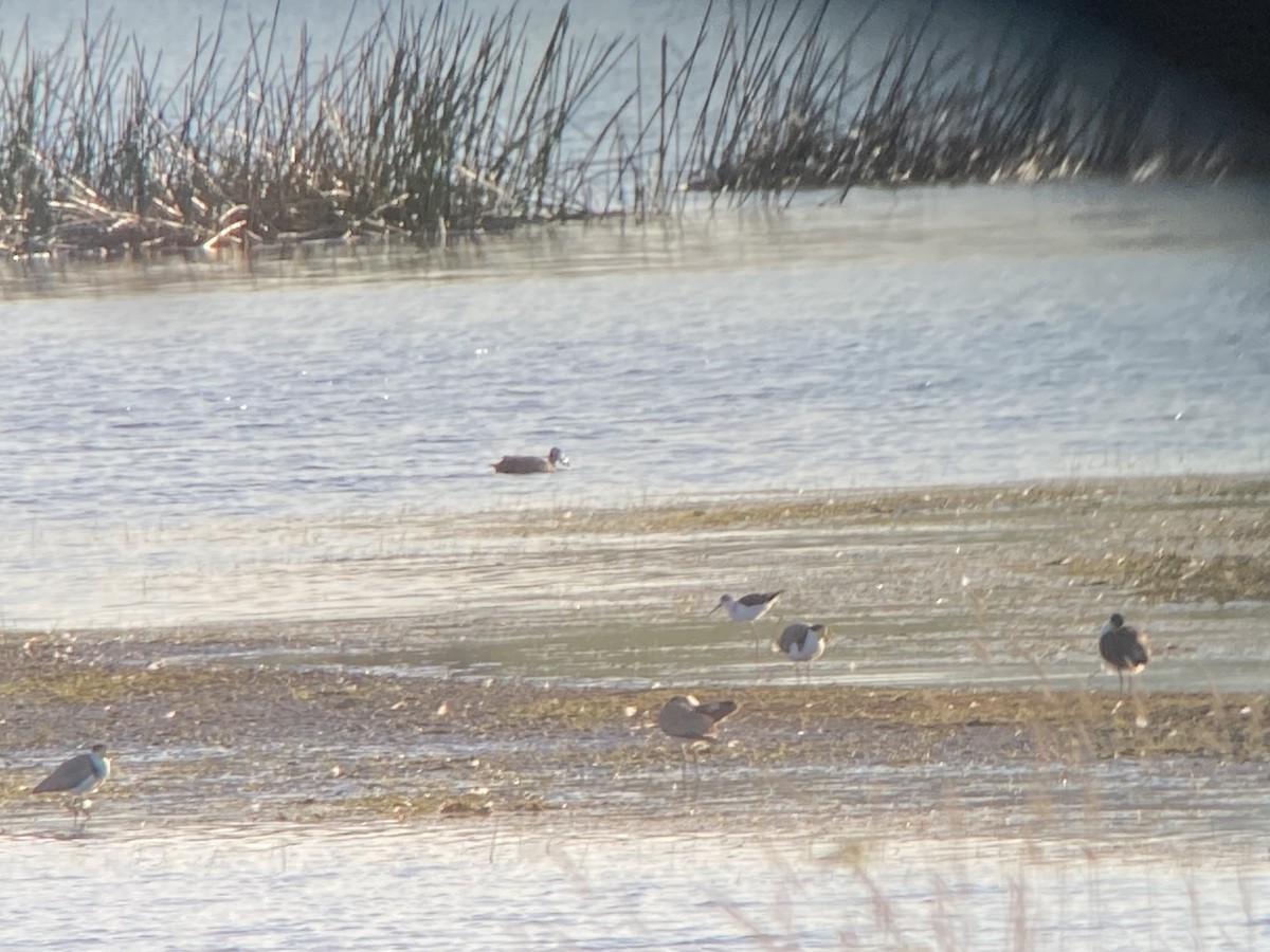 Pied Stilt - ML610280783