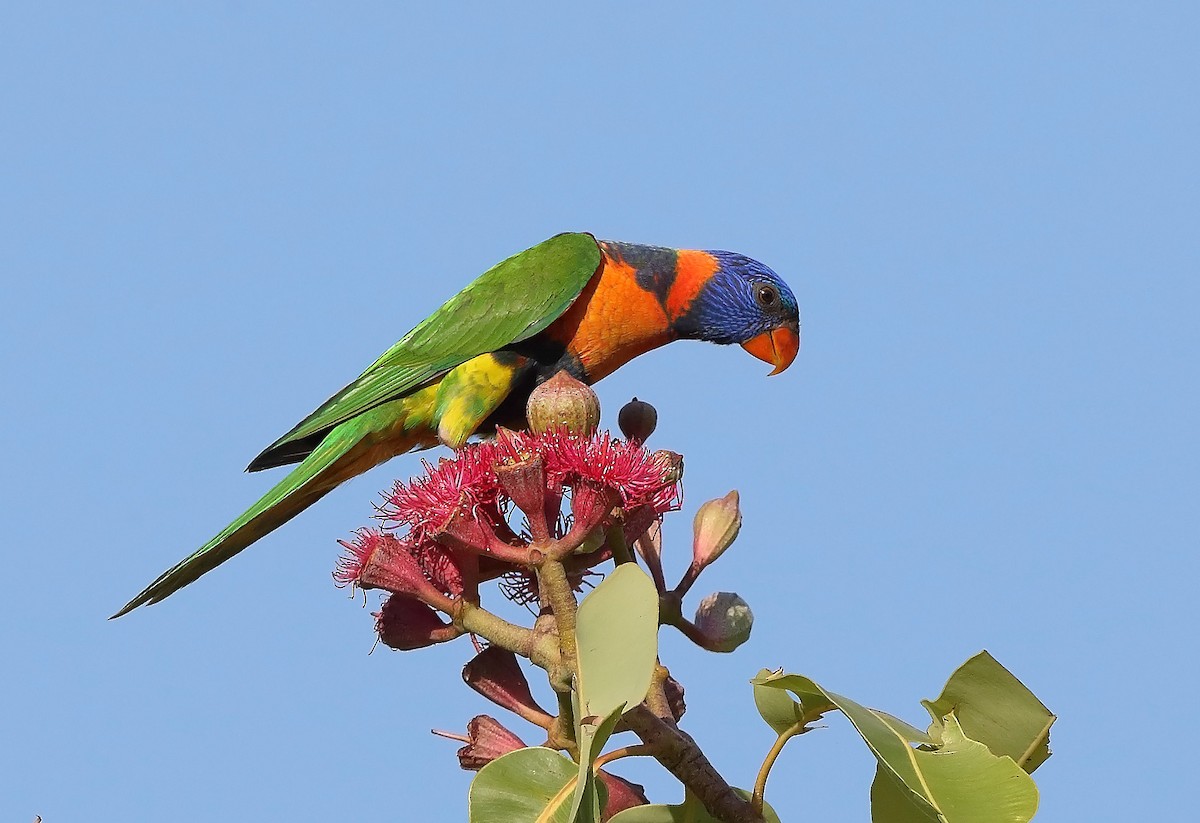 Red-collared Lorikeet - ML610280798