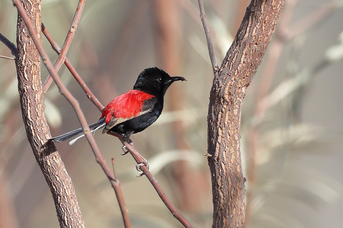 Red-backed Fairywren - ML610280800